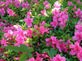 サツキのピンクの花が沢山うつっています