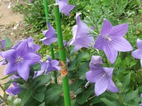 薄紫のキキョウの花が写っています