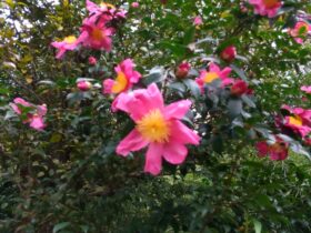 ピンクのサザンカの花が写っています