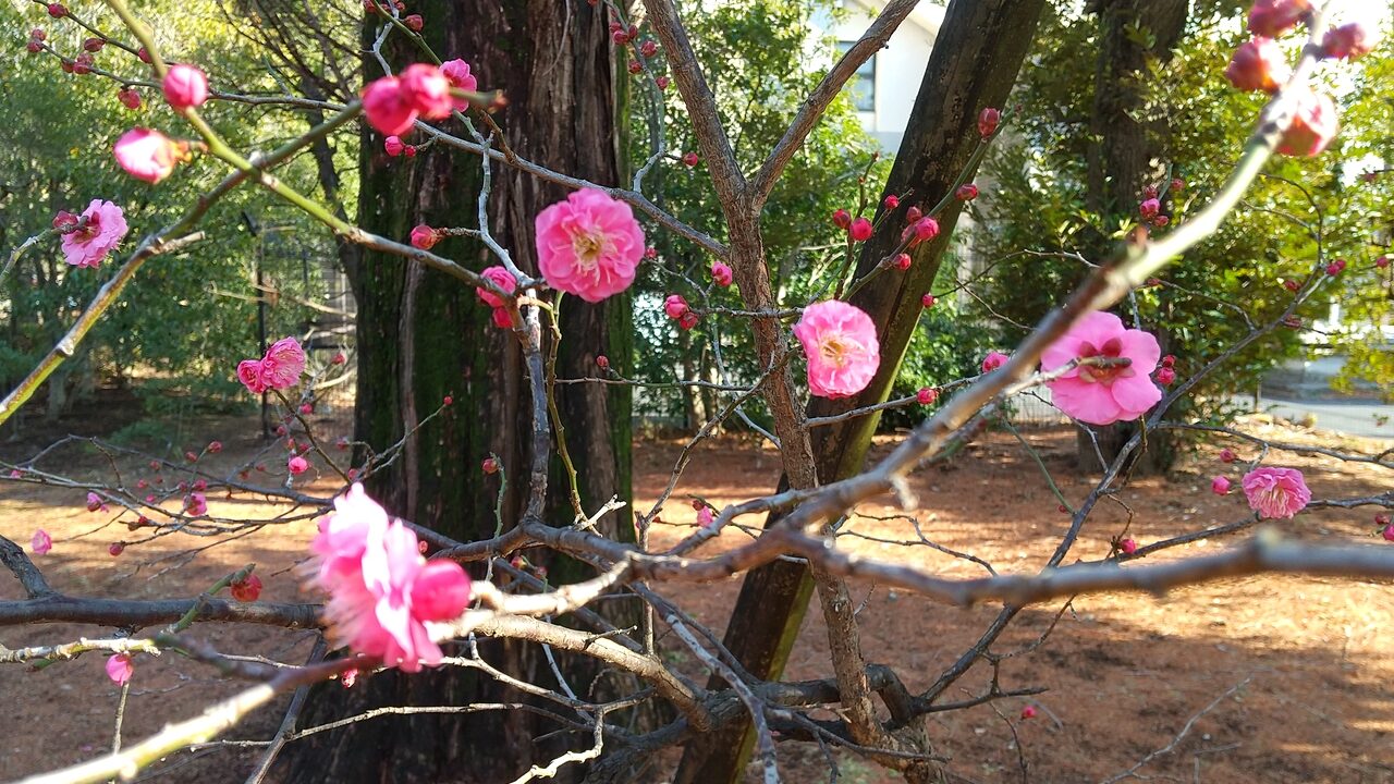 ヤエカンコウのピンクの花が写っています