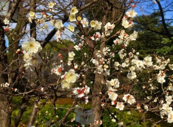 トウジの白い花が写っています