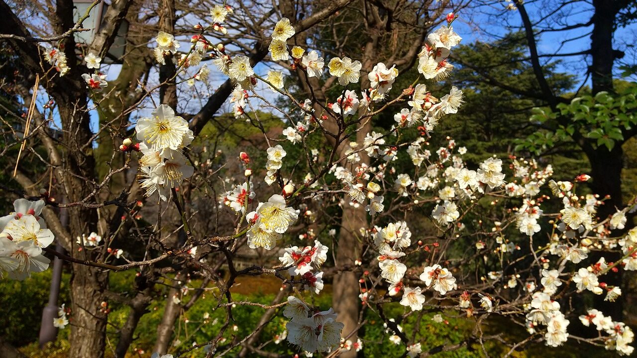 トウジの白い花が写っています