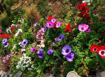 色とりどりのアネモネの花が写っています。